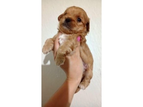 Rezerve açık kg cm garantili maltipoo yavrular