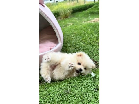 Yeni yuvasını arayan dişi ve erkek pomeranian