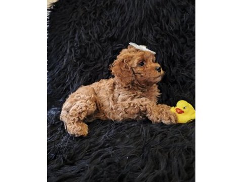 Peluş bir poodle kız
