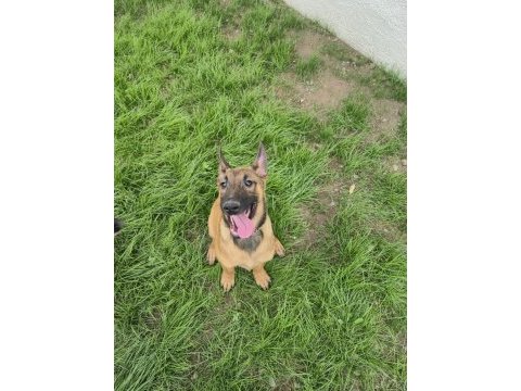 3 aylık eğitime hazır orijinal malinois köpekler