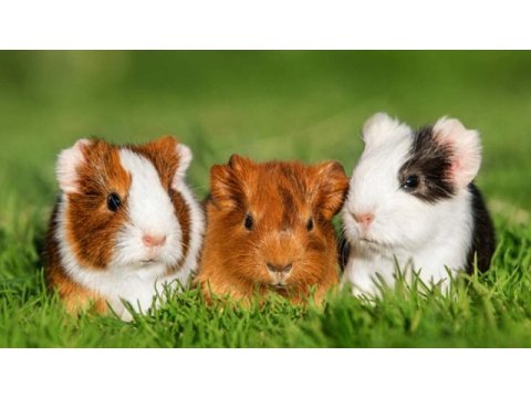Bebek guinea pigler full evcil
