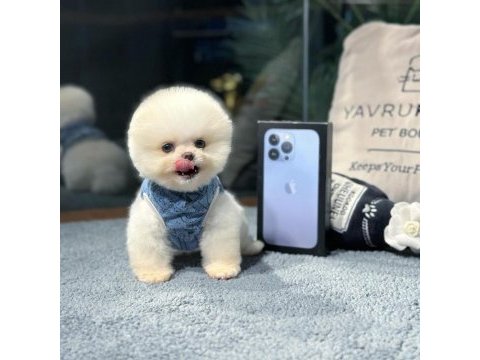 A+ kalitede pomeranian yavrular için iletişime geçin