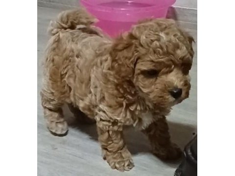 Poodle bebekler uygun verilecek
