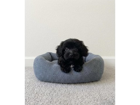 Toy poodle black yavrular