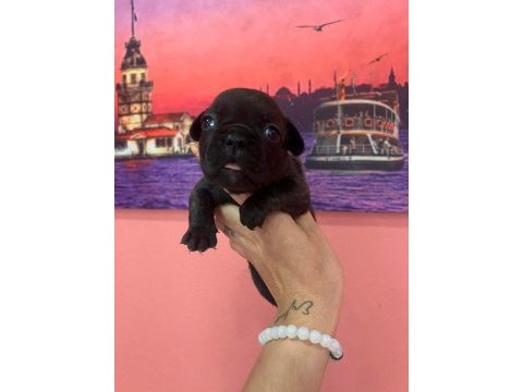 Fransız bulldog 2 adet