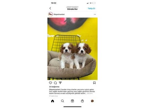 Dünya tatlısı cavalier king charles bebeklerimiz