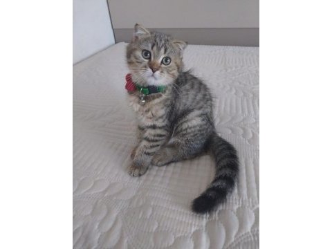 Scottish fold bebeğimiz