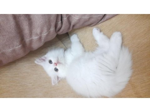 Pamuk british simbam