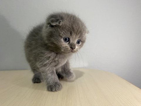 2 aylık yavru scottish fold
