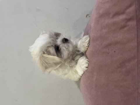 Bal küpü maltese terrier yavru