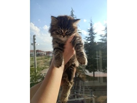 British longhair 2 aylık erkek