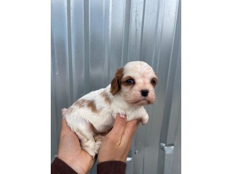 Irk garantili cavalier king charles