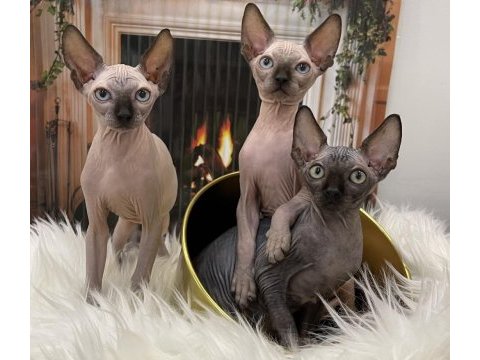 Sphynx sfenks tüysüz dişi erkek yavru