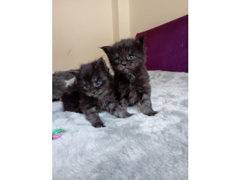Safkan maine coon yavrular full secere