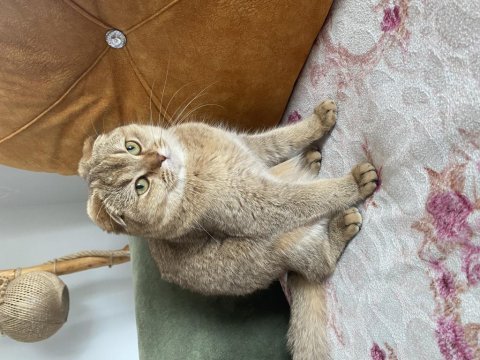 Oyuncu scottish fold bebiş