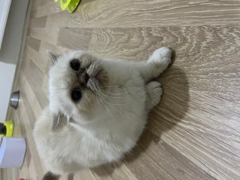 Garfield exotic shorthair ücretsiz sahiplendirilecektir