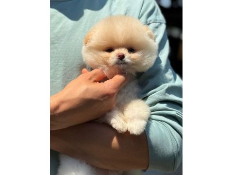 Dünyalar tatlısı ayı surat pomeranian boo