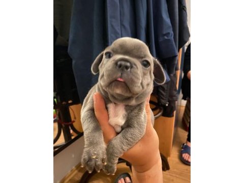 French bulldog yavrularımız yeni ailelerini arıyorlar