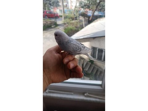 Yeni yeme düşmüş muhabbet kuşu yavrular