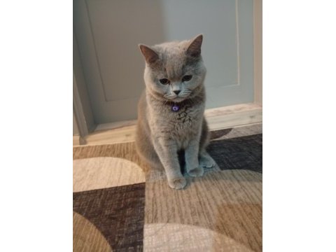 Güzel kedim british shorthair
