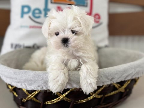 Tea cup kore man maltese ziyarete açık
