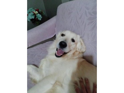 Erkek 1 yaşında golden retriever
