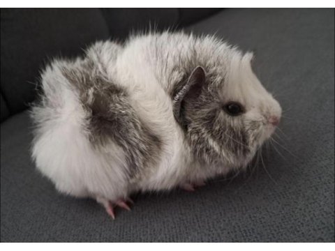 8 aylık ginepig