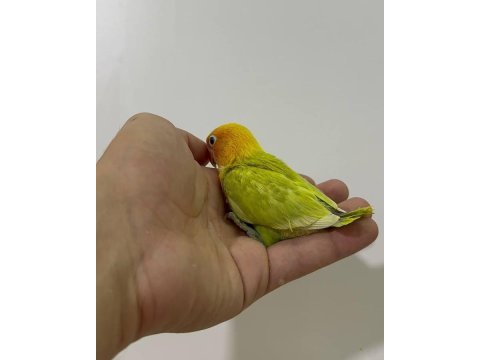 El besleme yavru cennet papağanlar
