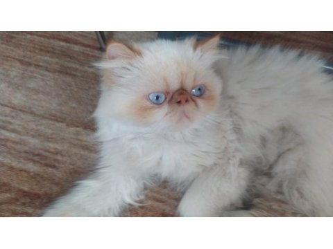 Erkek 5 yaşında safkan iran persian