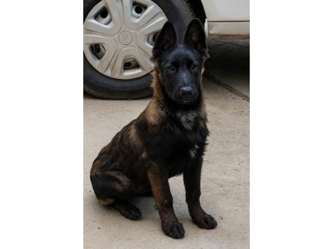 Sevgine zamanına emeğine değecek köpek arayanlara