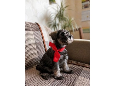 Anne altından rezerve schnauzer bebekler