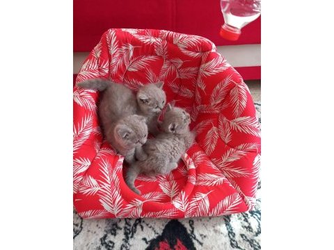Erkek british shorthair kedilerimiz sağlıklı kaliteli