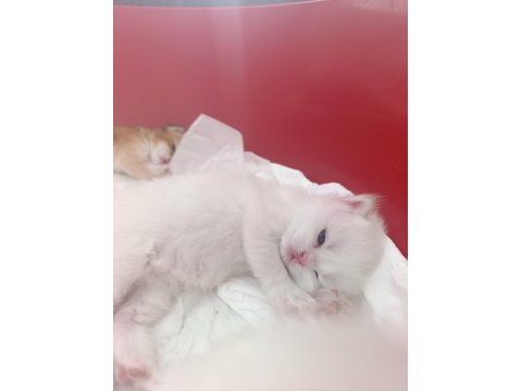 Güzel golden bebek kediler