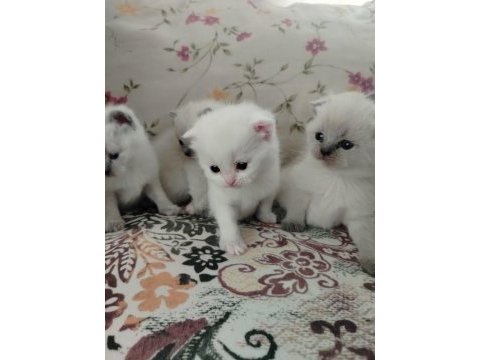 Scottish ve blue point kediler