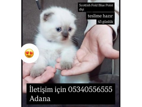 Blue point minik dişi scottish fold yavru
