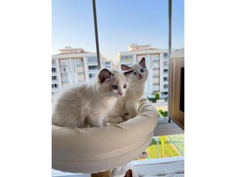 Secereli anne ve babadan safkan ragdoll yavrular