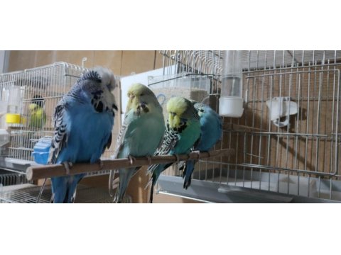 Show jumbo muhabbet kuşu