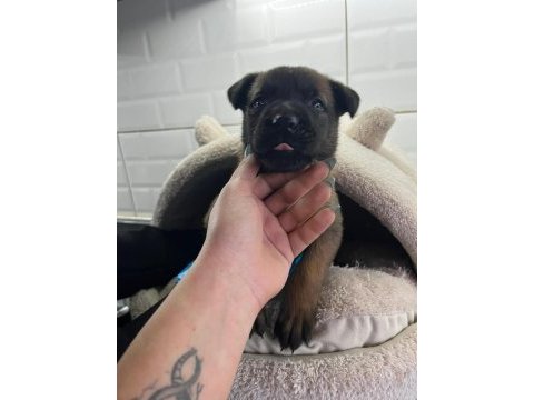 Küçük ve hırslı belçika kurdu (malinois) yavruları