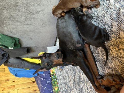 2 yaşında üretim izinli şecereli dişi doberman arayanlara