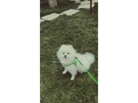 10 aylık safkan kore pomeranian boo