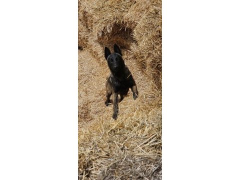 11 aylık romanya kan hattı belçika malinois