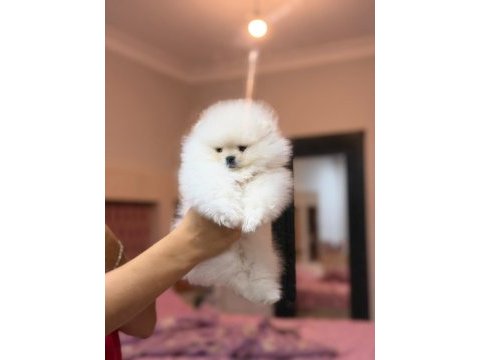 Türkiyenin en güzel pomeranian boo erkeği