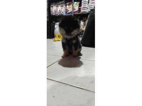 Safkan pomeranian yavru