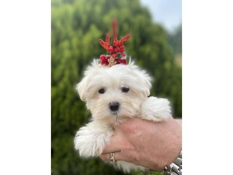 Orjinal maltese bebeklerimiz