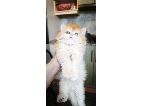 Show kalite dişi british longhair