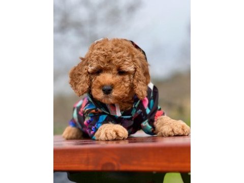 Aşılı ırk ve sağlık garantili toy poodle