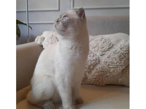 Ücretsiz sahiplendirme scottish fold kedimiz