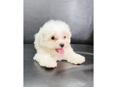 0 numara terrier yavruları