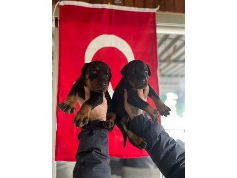 Fcı a şecereli king doberman yavruları