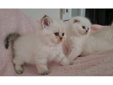 Golden british shorthair bebekler